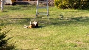 Жизнь и воспитание годовалого бигля. Учимся плавать. 1 серия