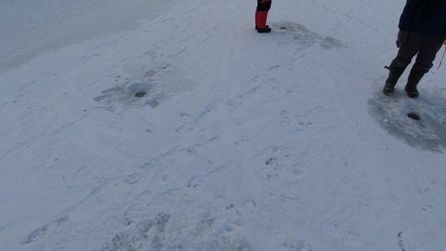 Проверка старой точки!!! РЫБАЛКА НА БАЛАНСИРЫ!!! Нежданная гостья!!! #первыйлед #fishing #fish #рыб