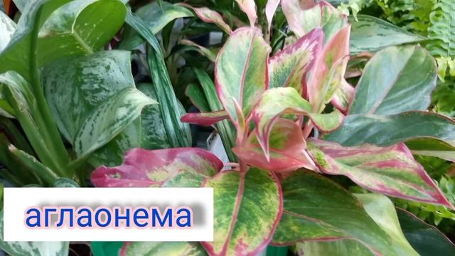 ВЛОГ Цветовода. Обзор комнатных цветов!??#обзор #комнатныецветы #магазинцветов #днр