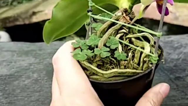 Phalaenopsis bellina fma. Coerulea vs Green смотреть онлайн