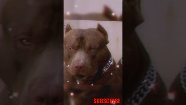 #Pitbull #short #shortvideo #firstshortvideo #youtubeshort