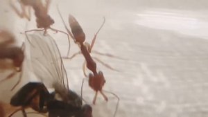 Новые муравьи в коллекции. Anochetus risii_ необычные понероморфы