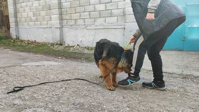 Халк Янкор Кримеа, 6 месяцев. Упражнение "ешь-играй". Халк продается.