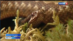 Что нужно делать при встрече с гадюкой