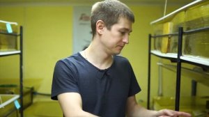 Раки *грызуны*, как быстро определить беременную самку Австралийского рака