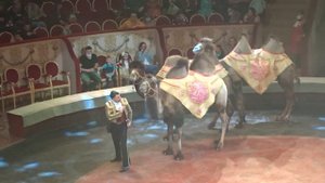 9  - Иван Дефорж с животными - Конь, Бизон, Верблюды, Зебры (Цирк TOGNI,16.04.2021, Санкт-Петербург