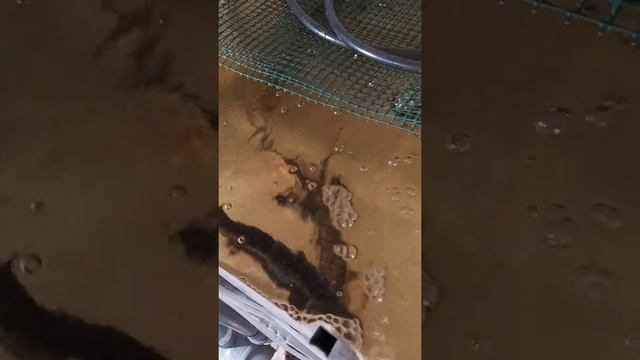 узв с осетрами, чистим суматор
