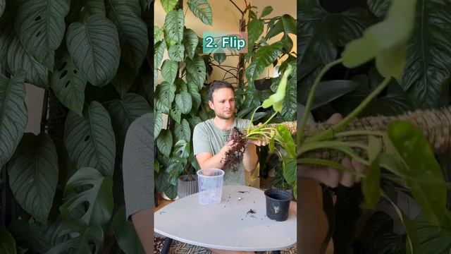 Putting a plant on a pole for the first time. Detailed #tutorial in my moss pole playlist