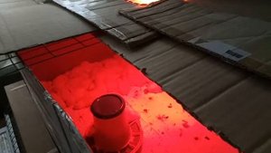 Экономьте свои деньги. Временный брудер из коробки - крышу надо обязательно.