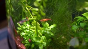 Креветки живут с пицилиями! Черная пицилия гавайская вечно голодные.mp4