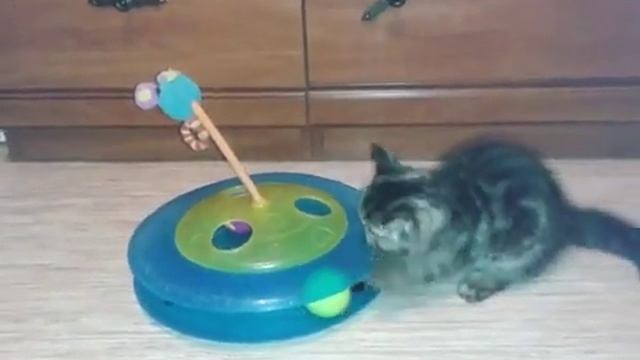 котята экзотические 2месяца смотреть онлайн