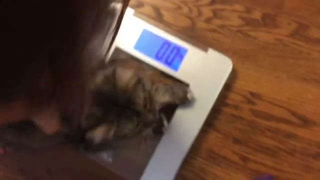 Программа: «Кто сколько весит» смотреть онлайн