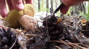 Караканский бор - Грибная тема. Село Завьялово, Новосибирская область, Западная Сибирь.