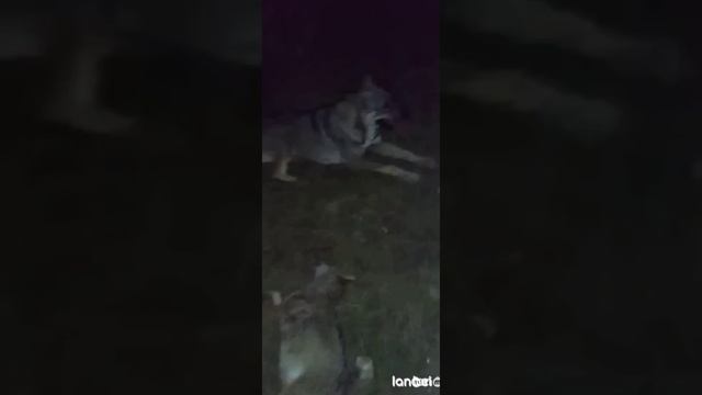 КАВКАЗСКАЯ ОВЧАРКА. КАВКАЗ ЗВЕРЬ смотреть онлайн