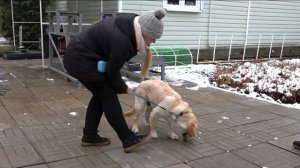 Вопрос ответ. Пищевая агрессия золотистого ретривера. Укусы, лай Выпуск 13