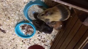 КОНТАКТНЫЙ ЗООПАРК / ЗА ИЛИ ПРОТИВ