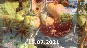 Томат Болгарское чудо один из самых крупноплодных и розовых