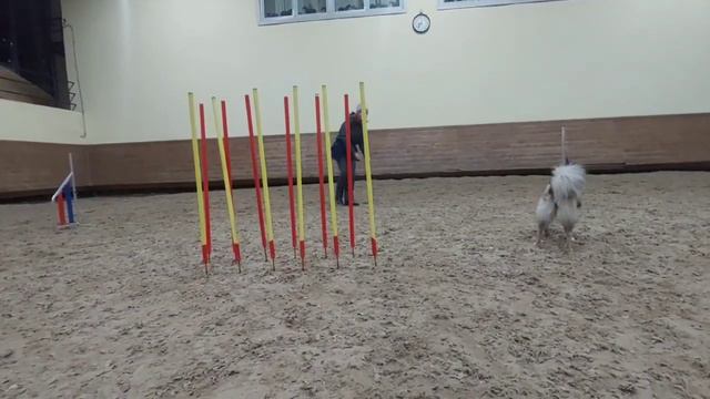 Слалом методом коридора, ненецкая лайка Вьюга, 1 год, 12.01.2024.