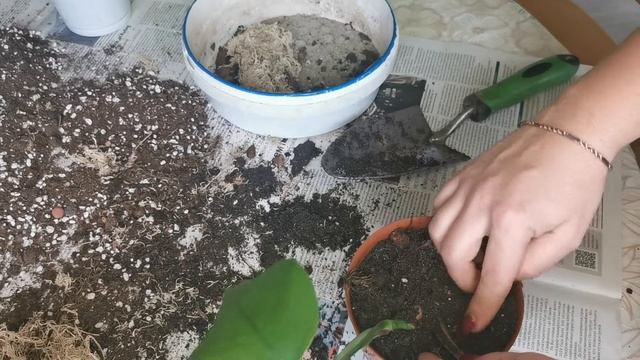 жёлтая монстера yellow splash смотреть онлайн