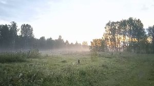 Утро в Сибирском лесу