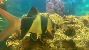 Боция клоун - Tiger Loach. Описание. Особенности содержания и разведения.