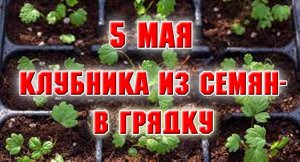 5 мая. Высадила клубнику из семян