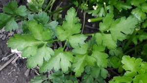 ПЕТРУШКА взойдёт ПЫШНО и будет валом весь сезон. ПЕТРУШКА урожайная.