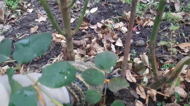 Обрезка роз осенью, как я обрезаю розы. смотреть онлайн