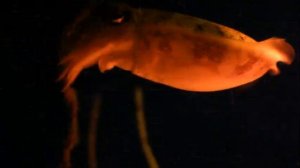 Обыкновенная сепия (лекарственная каракатица)