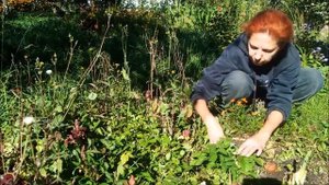 20 сентября 2022 сбор семян колеуса