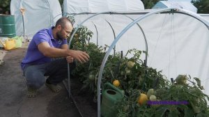 Помидоры в стальном парнике Агрощит | Сибирский Агроном