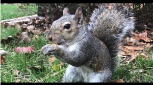 This Squirrel Always Visits The Family Who Saved Her.mp4