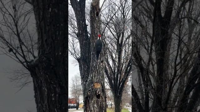 Дятел #birds #bird #woodpecker #pileated woodpecker