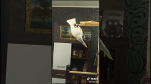 Какаду! Какаду танцует! подборка из тиктока