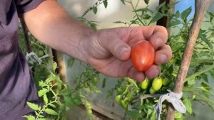 ?ТОМАТ РОЗОВЫЙ КОТЯ f1