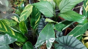 Флорариум обзор 19.07.2020