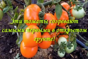 Эти томаты созревают самыми первыми