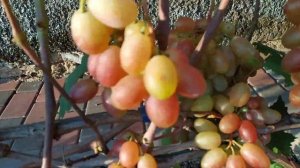 Виноград розмалин ( Д -1) 2021г.