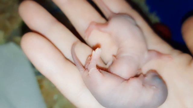 4 сутки жизни наших малышей, они начинают слышать! Домашние крысы.