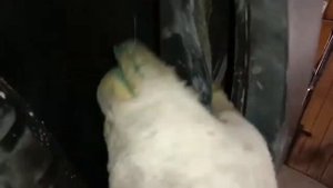 Установка фаркопа на Ниссан кашкай j 11 .Фаркоп фирмы автос.