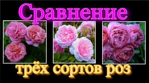 Сравнение трёх сортов роз Принцесс Александра Оф Кент, Леди Солсбери,Мэри Энн.