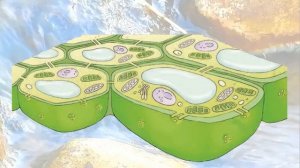 Вода и ее функции в клетке