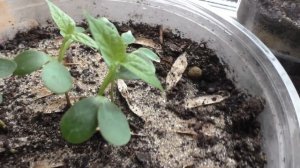 Катальпа Прекрасная (Великолепная или Северная) из семян. Часть вторая.