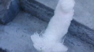 МОЛЛИ ВЛОГ/МАЛЬТИЙСКАЯ БОЛОНКА/МАЛЬТЕЗЕ