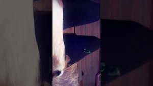 где можно а где нельзя гладить морскую свинку.