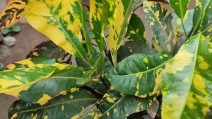 Croton| Saiba como cuidar e cultivar. (Codiaeum variegatum)