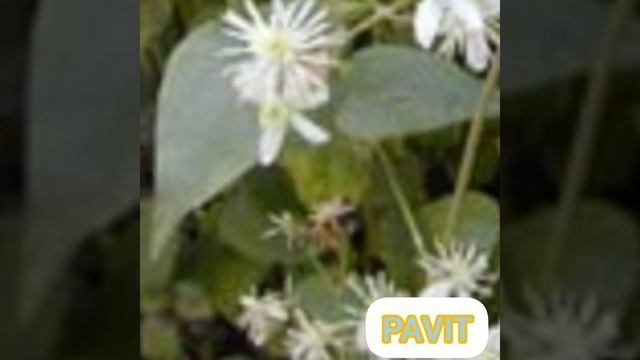 Pavit/Clematis Vitalba смотреть онлайн