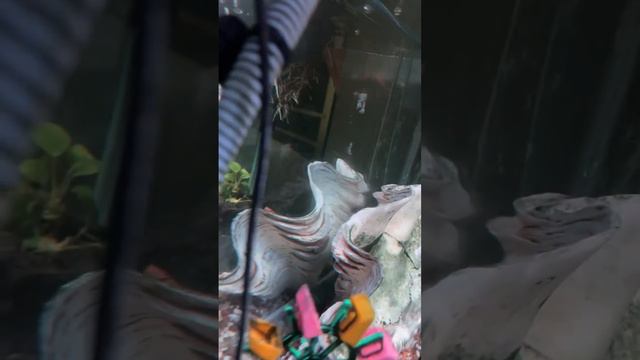 Fancy Goldfish,Reducing Stress,anxiety & insomnia #relax #study #sleep #highlights #fishtank смотреть онлайн