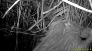 Охота на бобра проходными капканами. Первый опыт.