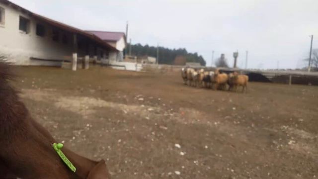 Первое знакомство с козлом-поводырем смотреть онлайн